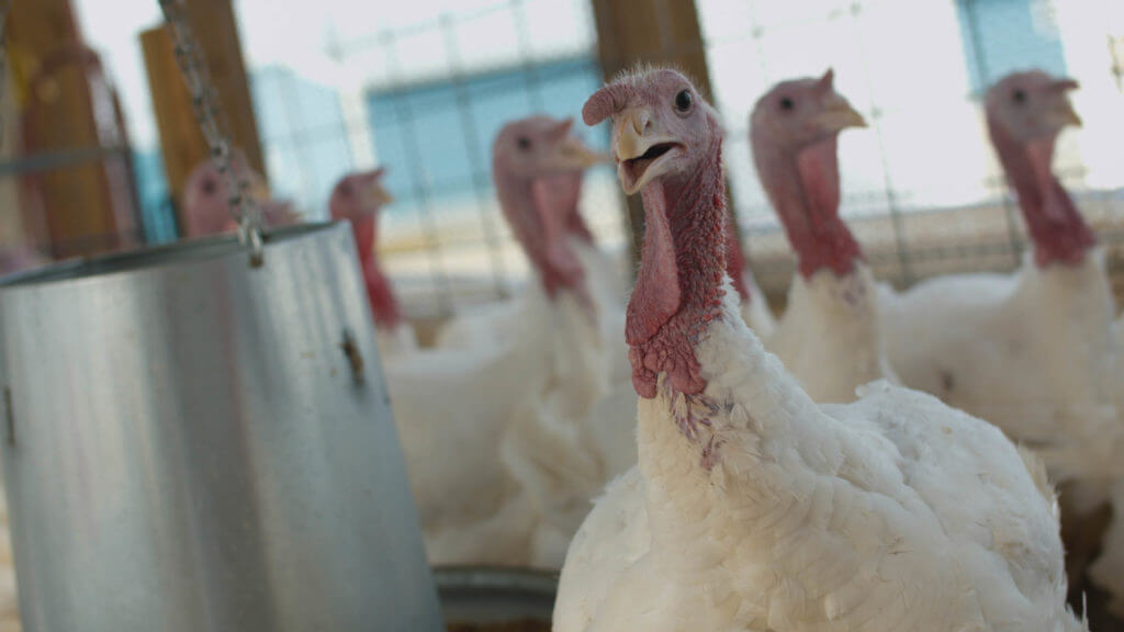 A hungry turkey leaves his flock to scout food 